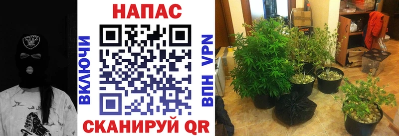 Марихуана Amnesia  Купить где  Кандалакша 
